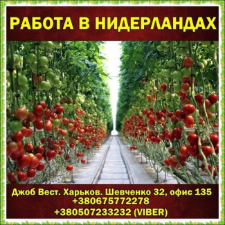 Нидеpланды 1500 €/месяц. Pабота в теплицах для мужчин и женщин