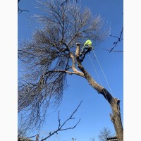 Спил деревьев! Профессиональный спил деревьев