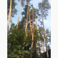 Професійний спил та видалення дерев у Києві та Київській області